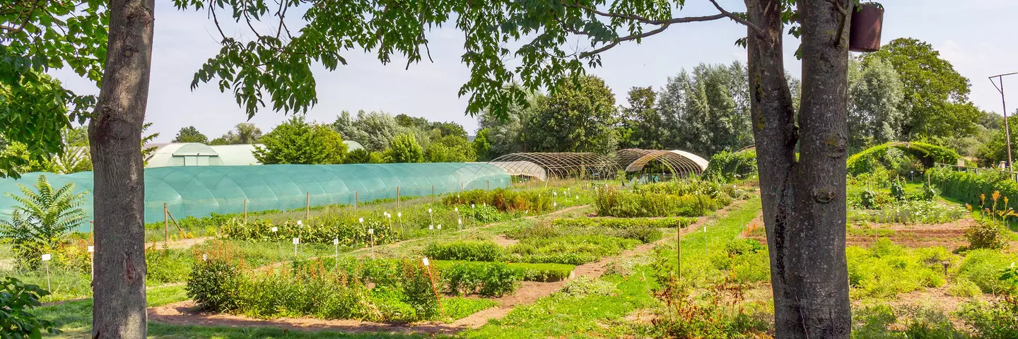Garten mit Heilpflanzen